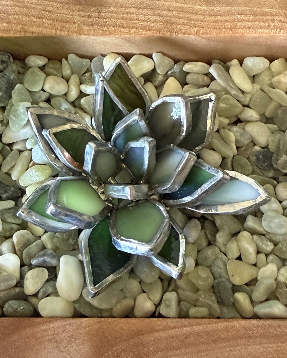 Succulent Rosette in River Rocks