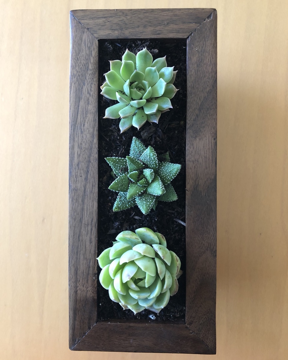 Walnut Planter with Succulents, Top View